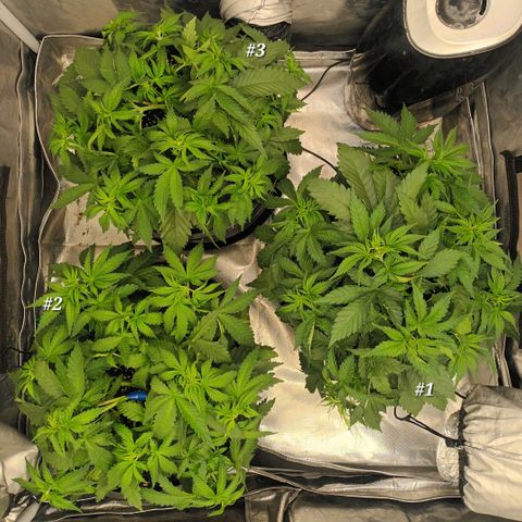 Gran Daddy Purp #1 growlog timeline photo