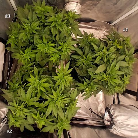 Gran Daddy Purp #1 growlog timeline photo