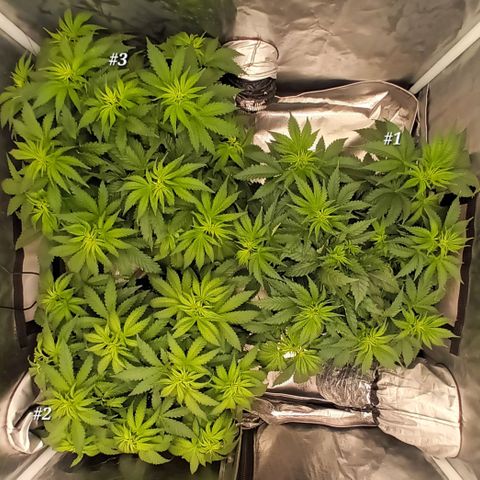 Gran Daddy Purp #1 growlog photo: After Trimming