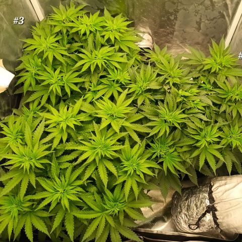 Gran Daddy Purp #1 growlog timeline photo