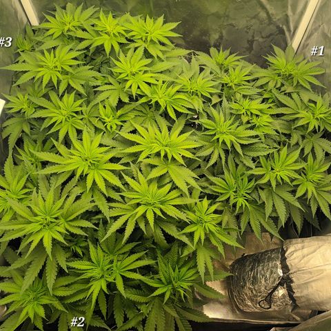 Gran Daddy Purp #1 growlog timeline photo