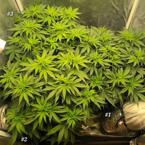 Gran Daddy Purp #1 growlog timeline photo