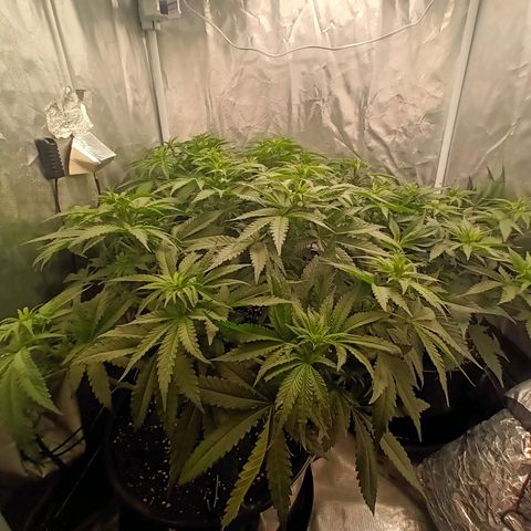 Gran Daddy Purp #1 growlog timeline photo