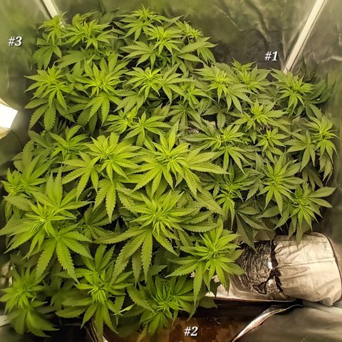 Gran Daddy Purp #1 growlog timeline photo