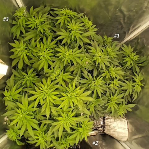 Gran Daddy Purp #1 growlog timeline photo