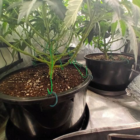 Gran Daddy Purp #1 growlog timeline photo