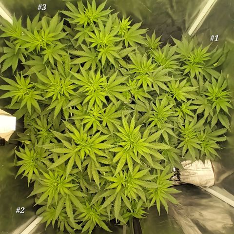 Gran Daddy Purp #1 growlog timeline photo