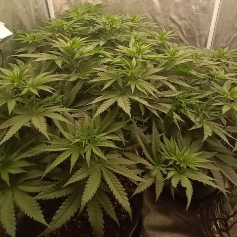 Gran Daddy Purp #1 growlog timeline photo