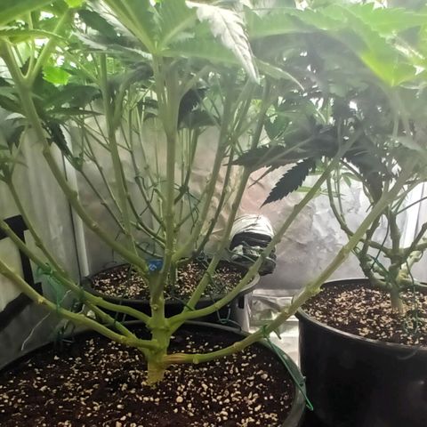 Gran Daddy Purp #1 growlog timeline photo