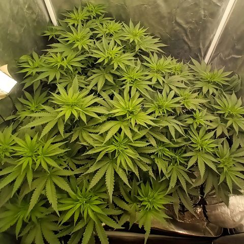 Gran Daddy Purp #1 growlog timeline photo