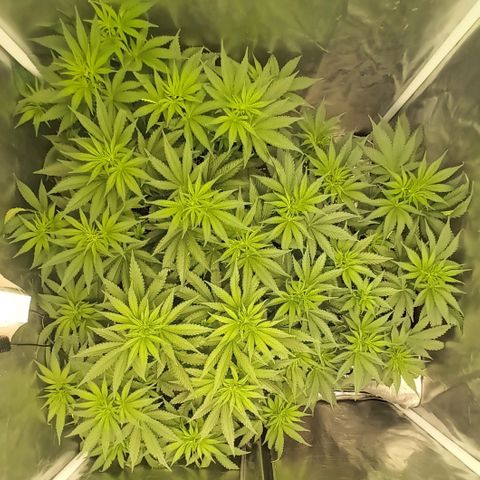 Gran Daddy Purp #1 growlog timeline photo