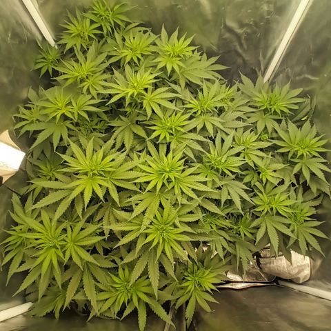 Gran Daddy Purp #1 growlog timeline photo