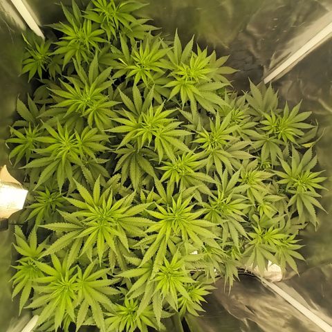 Gran Daddy Purp #1 growlog timeline photo
