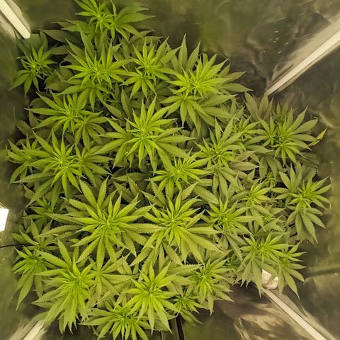 Gran Daddy Purp #1 growlog timeline photo