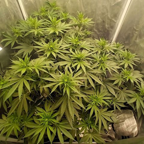 Gran Daddy Purp #1 growlog timeline photo