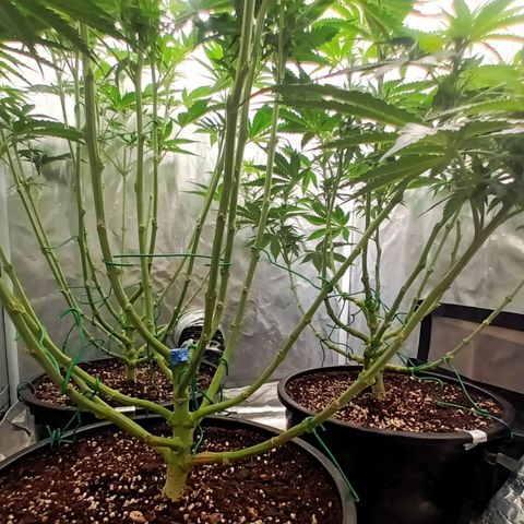 Gran Daddy Purp #1 growlog timeline photo