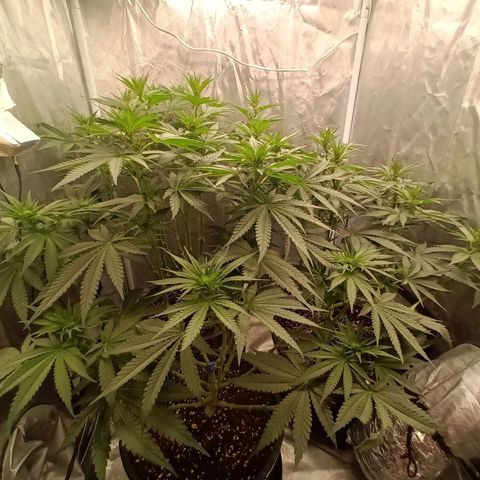 Gran Daddy Purp #1 growlog timeline photo