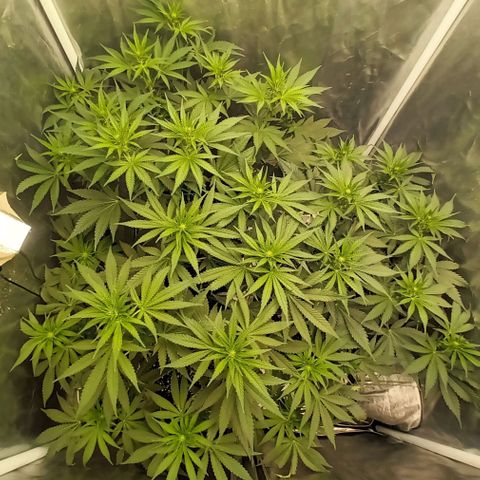 Gran Daddy Purp #1 growlog timeline photo