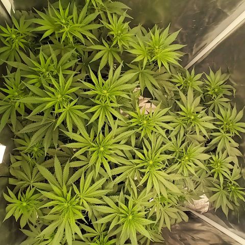 Gran Daddy Purp #1 growlog timeline photo