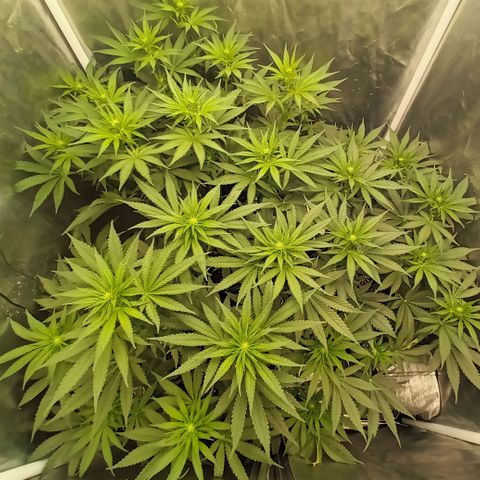 Gran Daddy Purp #1 growlog timeline photo
