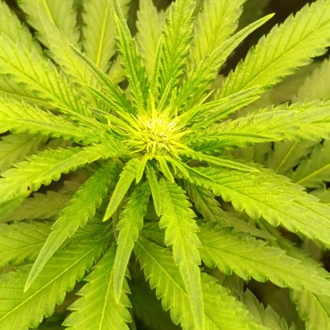 Gran Daddy Purp #1 growlog timeline photo