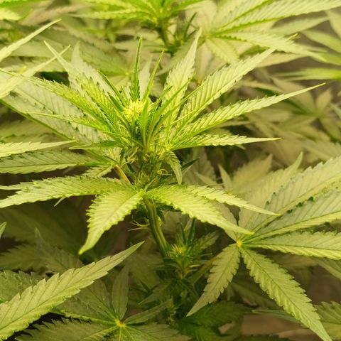 Gran Daddy Purp #1 growlog timeline photo