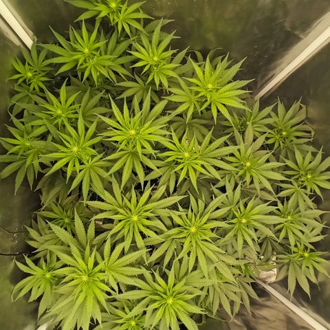 Gran Daddy Purp #1 growlog timeline photo