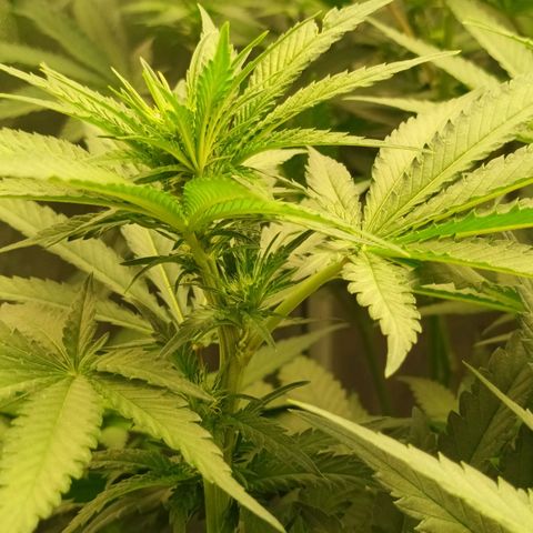 Gran Daddy Purp #1 growlog timeline photo