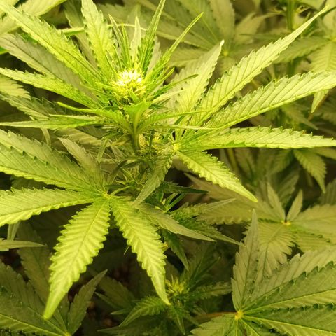 Gran Daddy Purp #1 growlog timeline photo