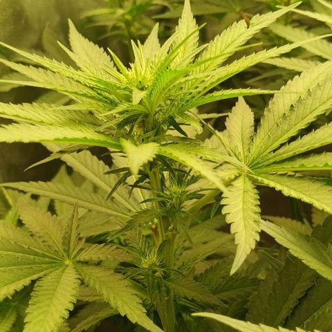 Gran Daddy Purp #1 growlog timeline photo