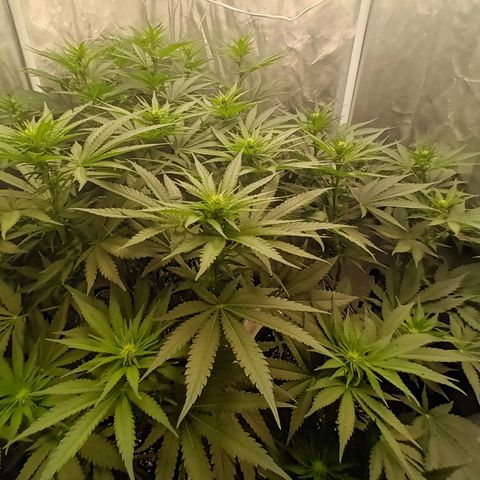 Gran Daddy Purp #1 growlog timeline photo
