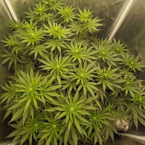 Gran Daddy Purp #1 growlog timeline photo
