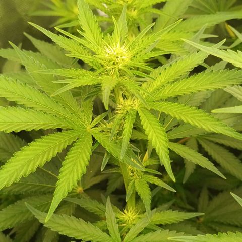 Gran Daddy Purp #1 growlog timeline photo