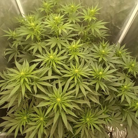 Gran Daddy Purp #1 growlog timeline photo