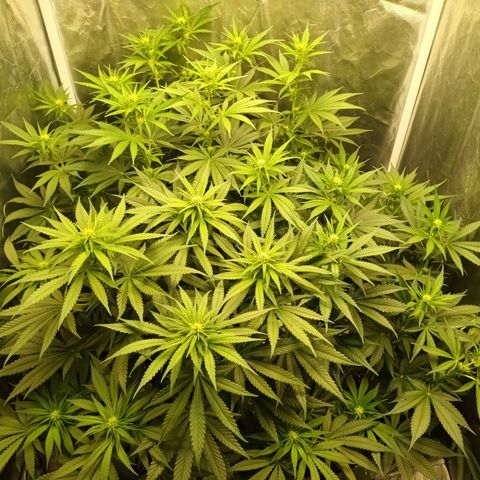 Gran Daddy Purp #1 growlog timeline photo