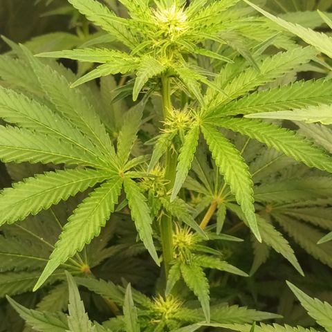 Gran Daddy Purp #1 growlog timeline photo