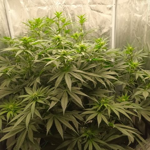Gran Daddy Purp #1 growlog timeline photo