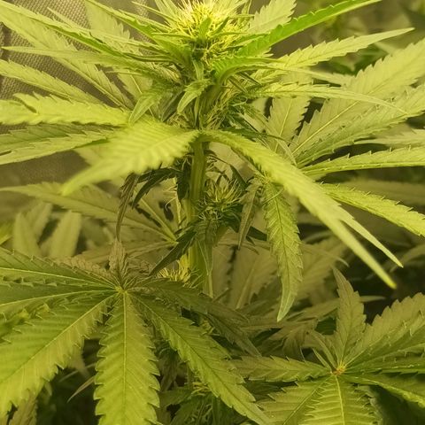 Gran Daddy Purp #1 growlog timeline photo
