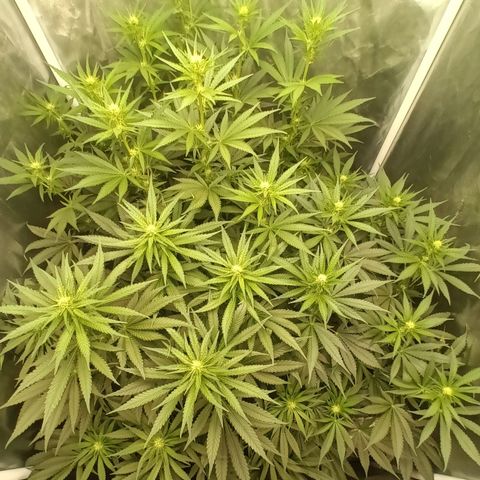 Gran Daddy Purp #1 growlog timeline photo