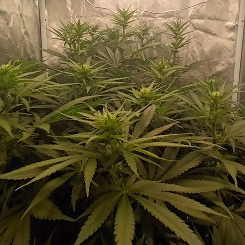 Gran Daddy Purp #1 growlog timeline photo