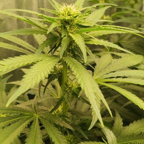Gran Daddy Purp #1 growlog timeline photo