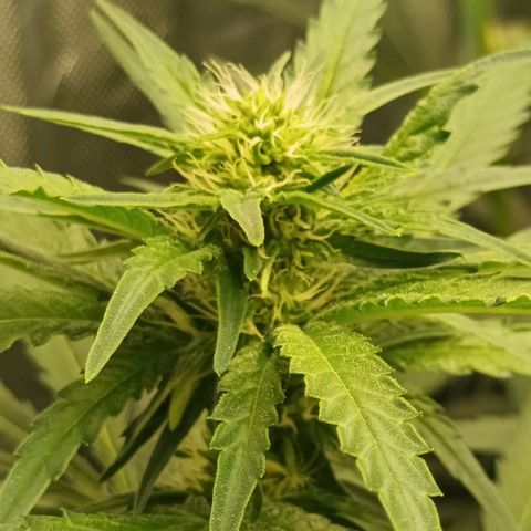 Gran Daddy Purp #1 growlog timeline photo