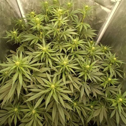 Gran Daddy Purp #1 growlog timeline photo
