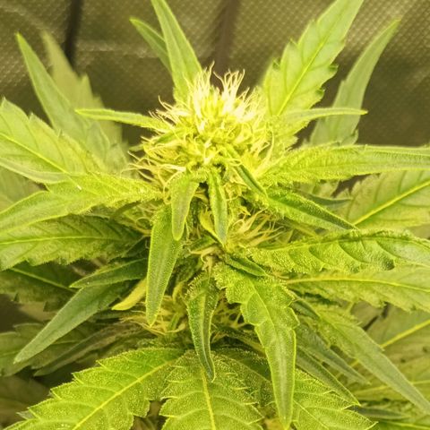 Gran Daddy Purp #1 growlog timeline photo