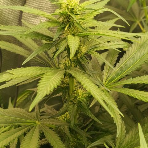Gran Daddy Purp #1 growlog timeline photo