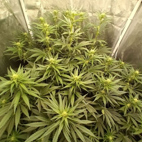 Gran Daddy Purp #1 growlog timeline photo