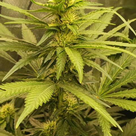 Gran Daddy Purp #1 growlog timeline photo