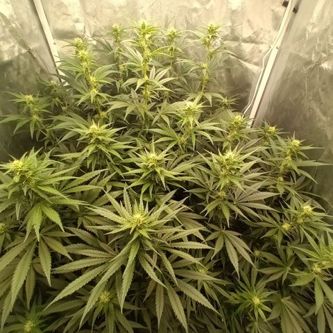 Gran Daddy Purp #1 growlog timeline photo