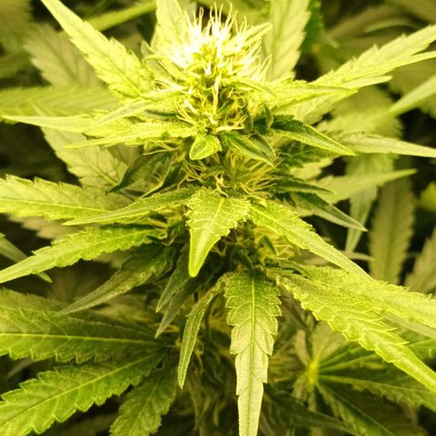 Gran Daddy Purp #1 growlog timeline photo