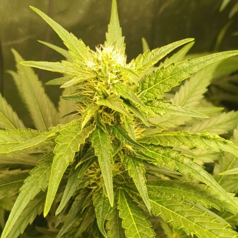 Gran Daddy Purp #1 growlog timeline photo